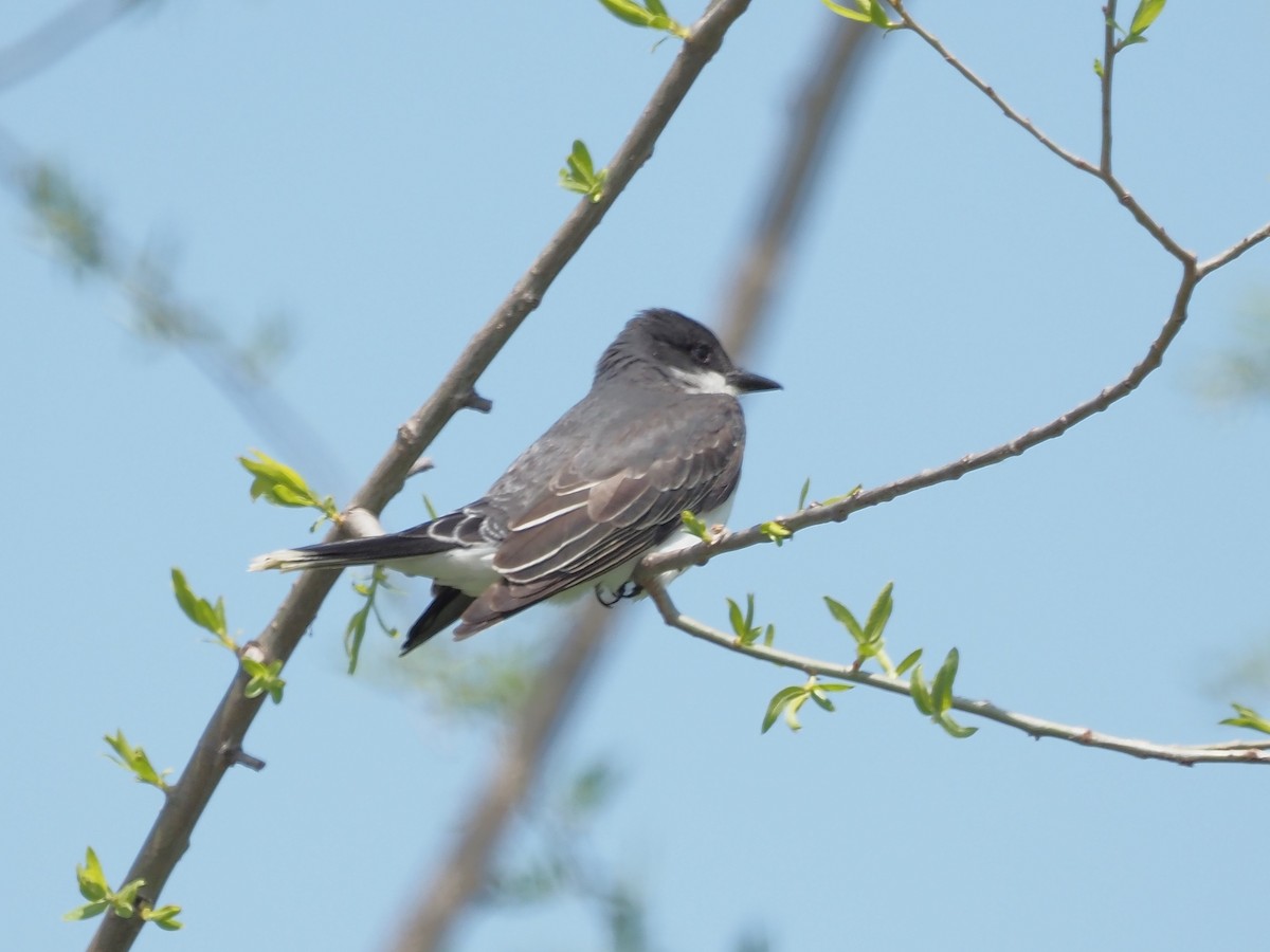 Eastern Kingbird - John LeClaire