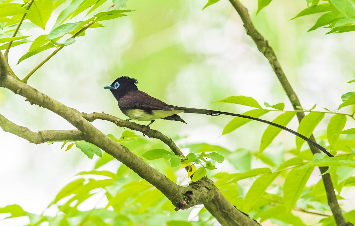 Black Paradise-Flycatcher - 浙江 重要鸟讯汇整