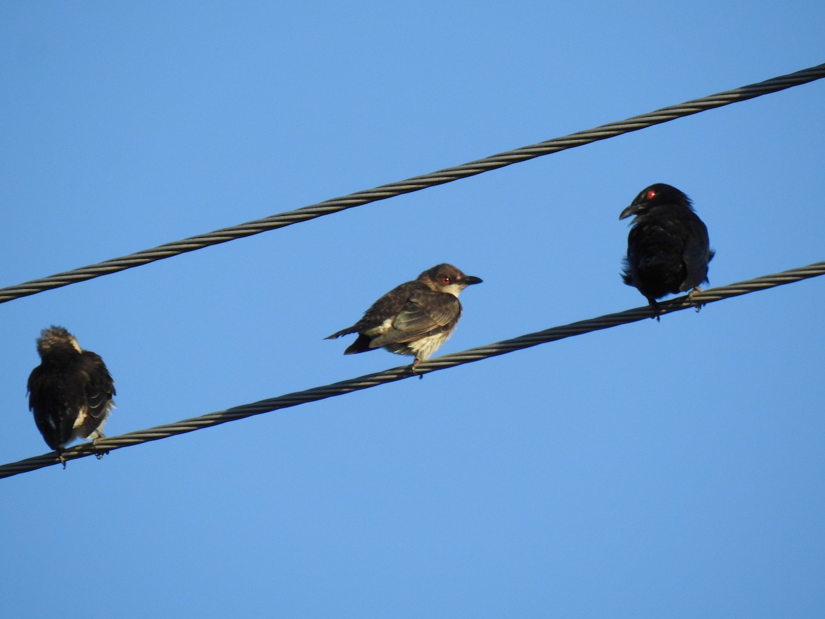 Metallic Starling - Monica Mesch