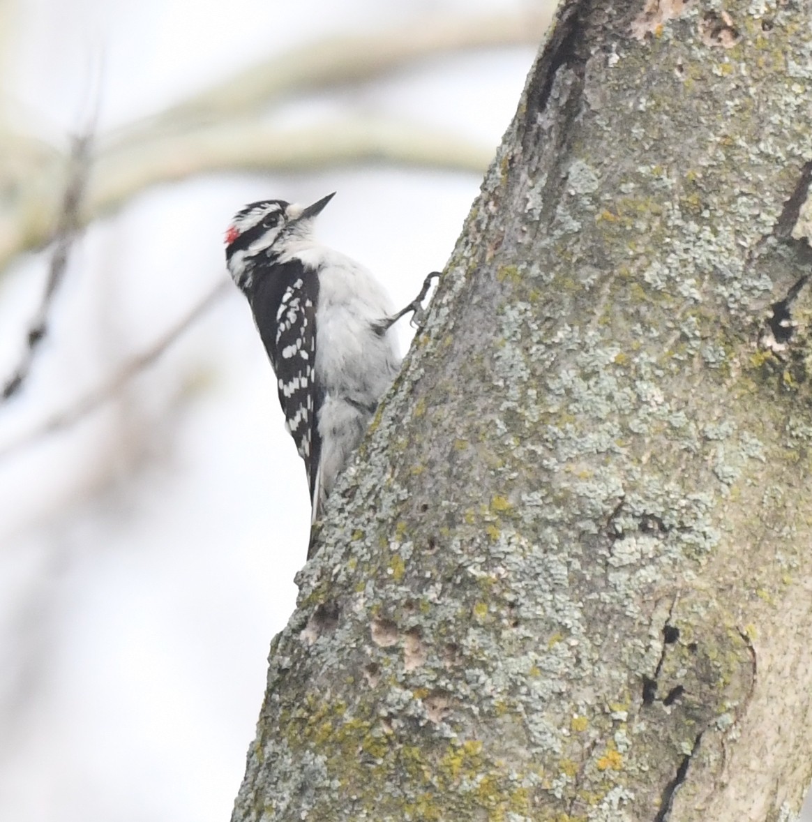 Downy Woodpecker - Kristen Cart