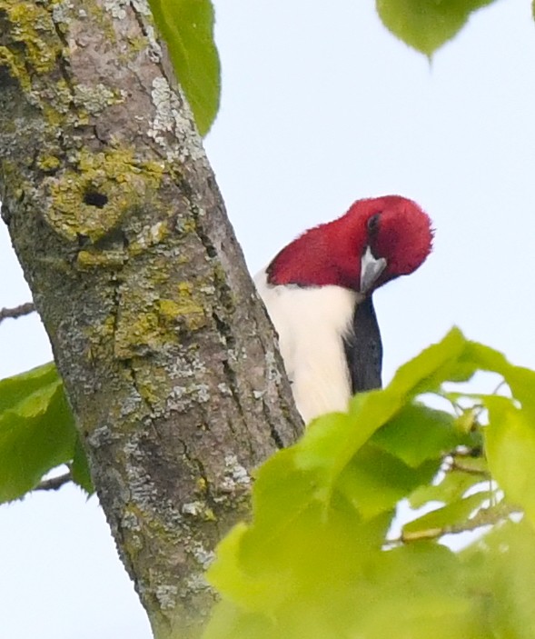 Red-headed Woodpecker - Kristen Cart