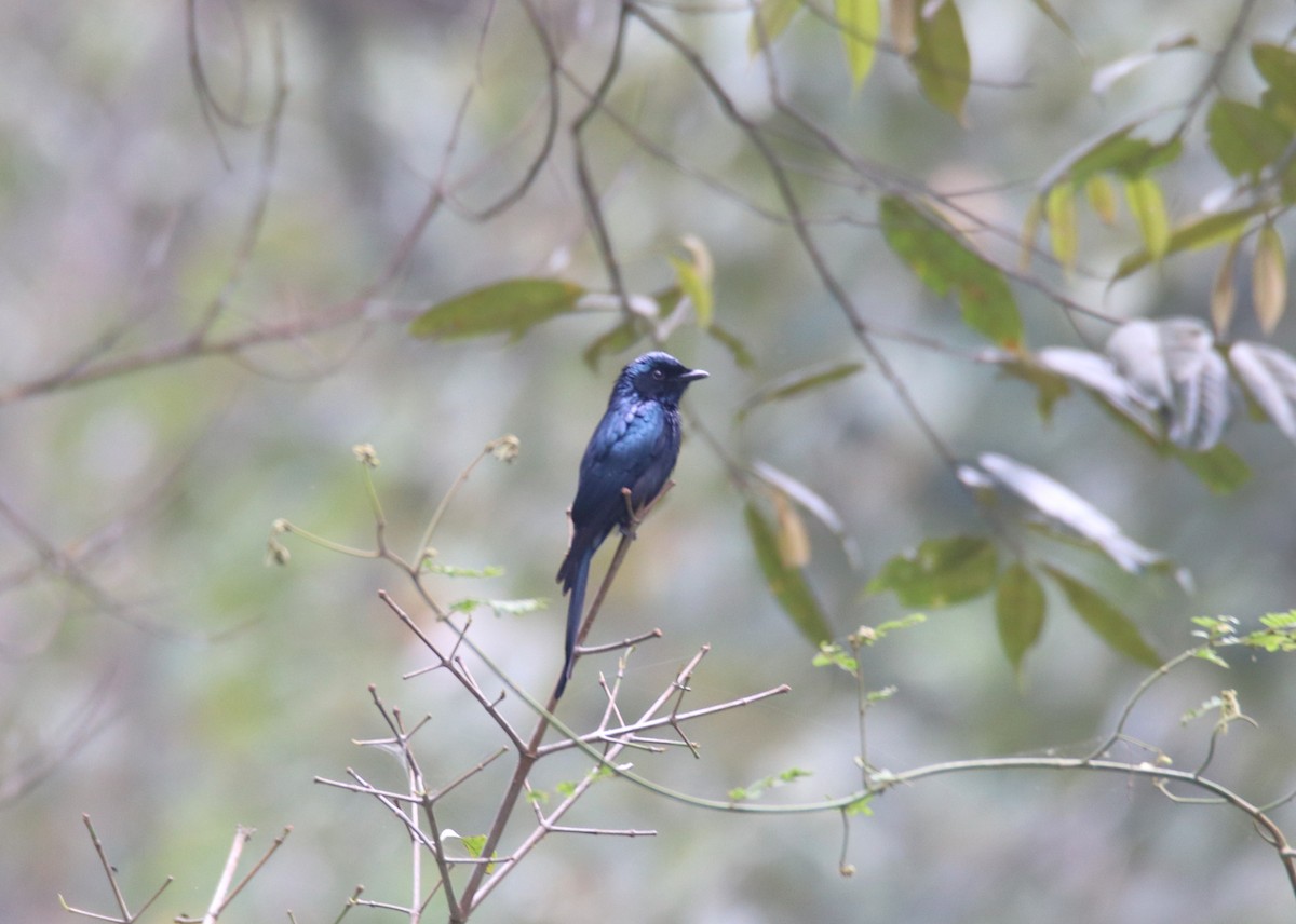 Bronzed Drongo - Praveen H N