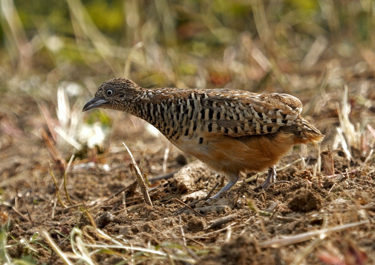 Barred Buttonquail - 浙江 重要鸟讯汇整