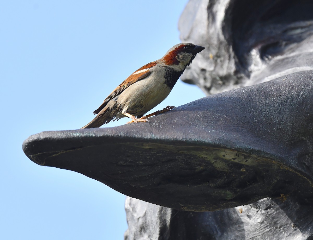 House Sparrow - Kristen Cart