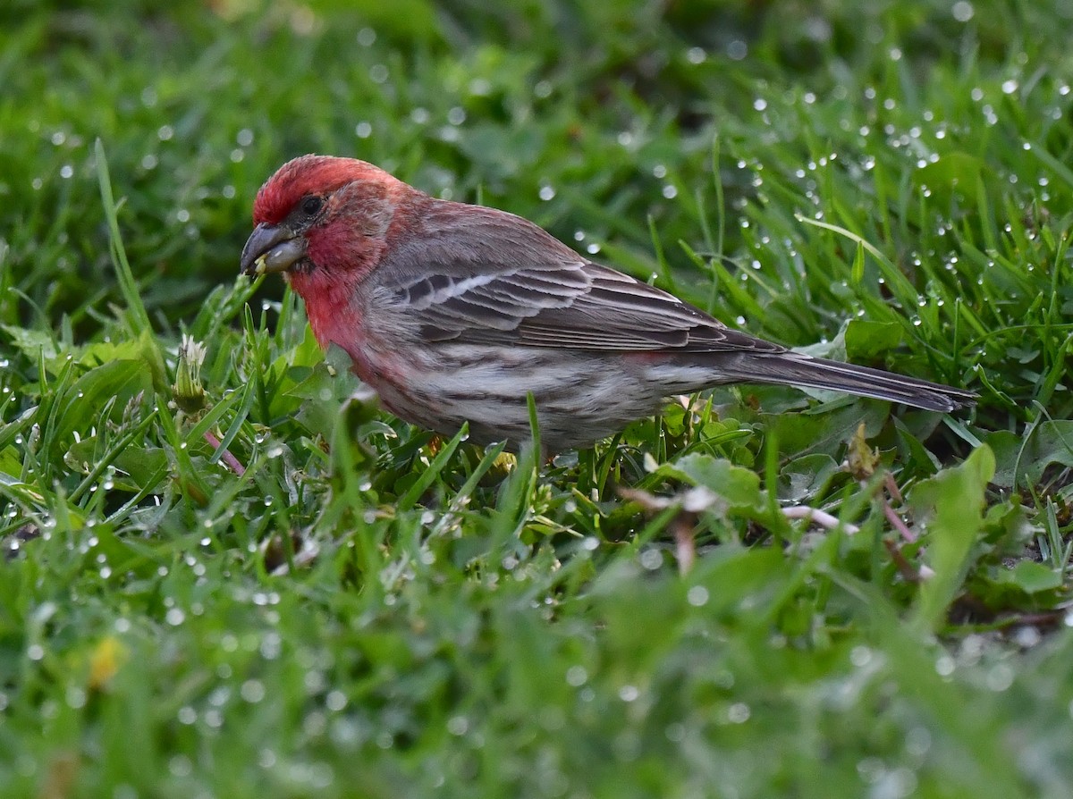 House Finch - Kristen Cart