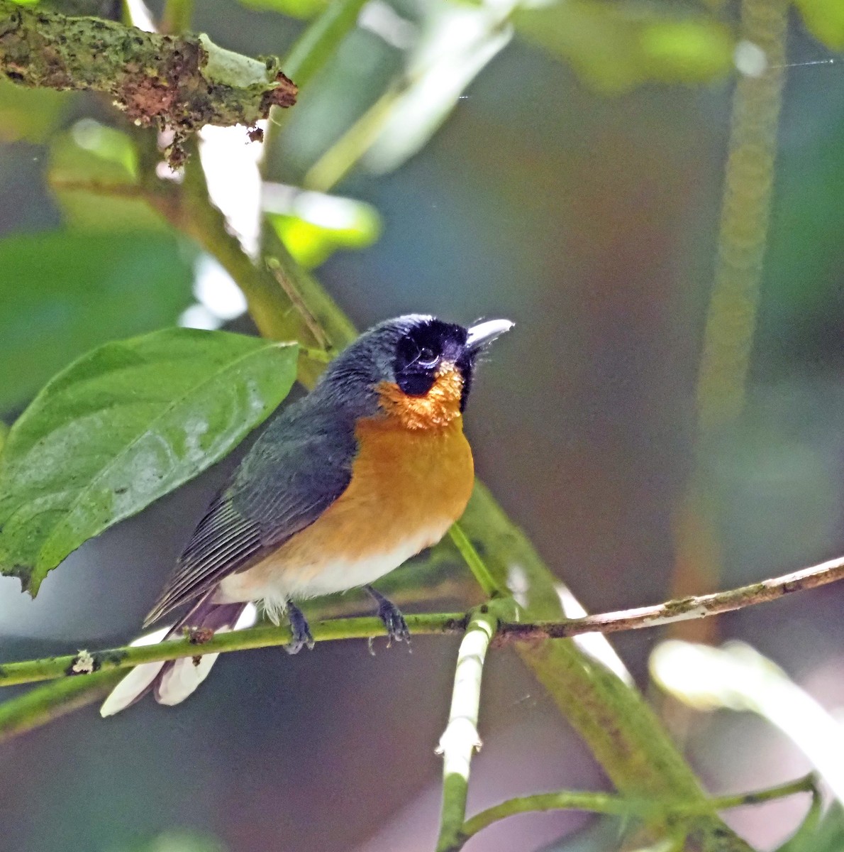 Spectacled Monarch - Steve Law
