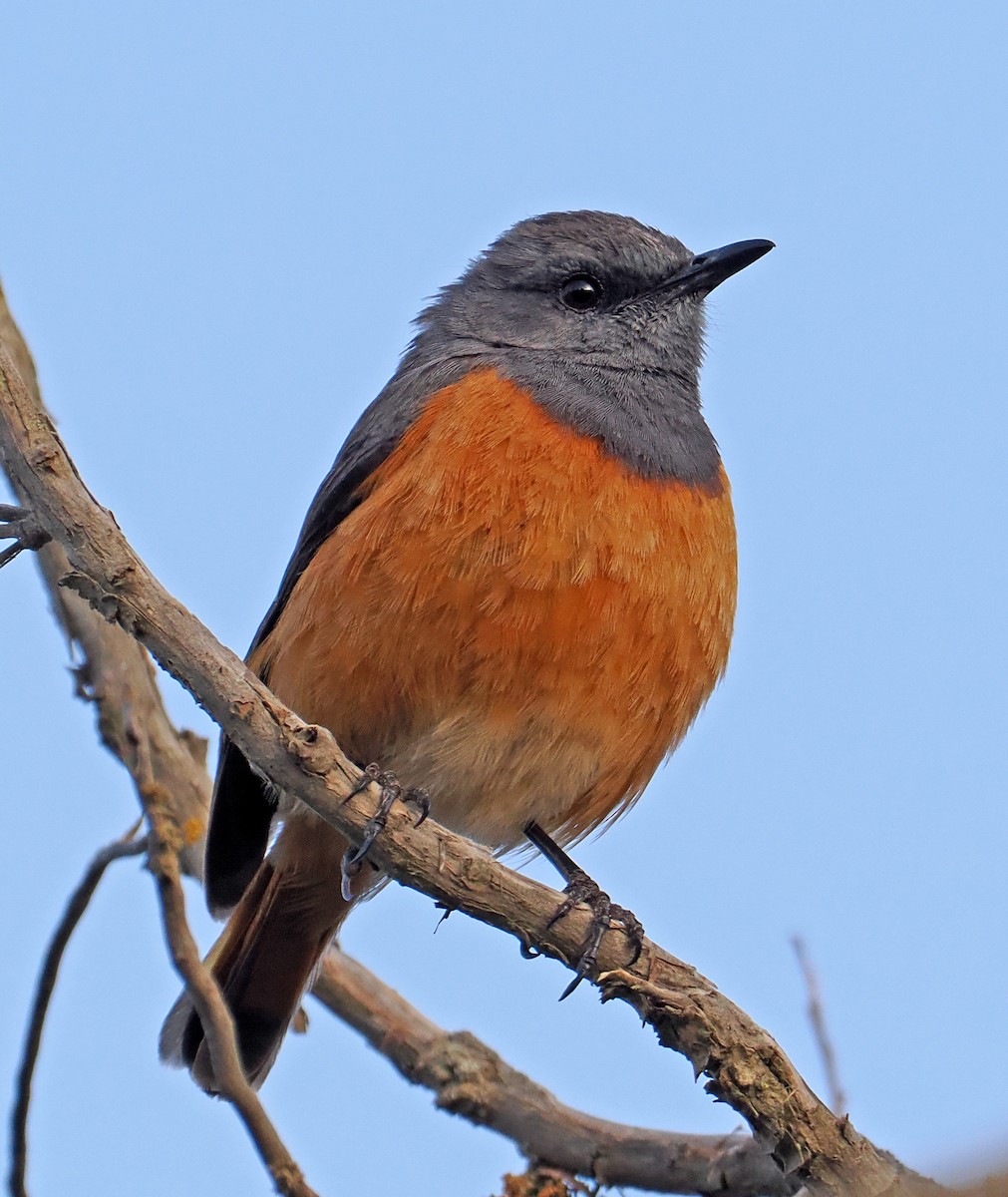 Little Rock-Thrush - ML619216703