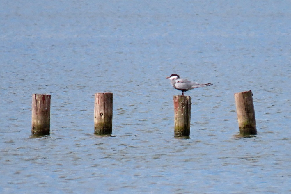 Whiskered Tern - ML619216720