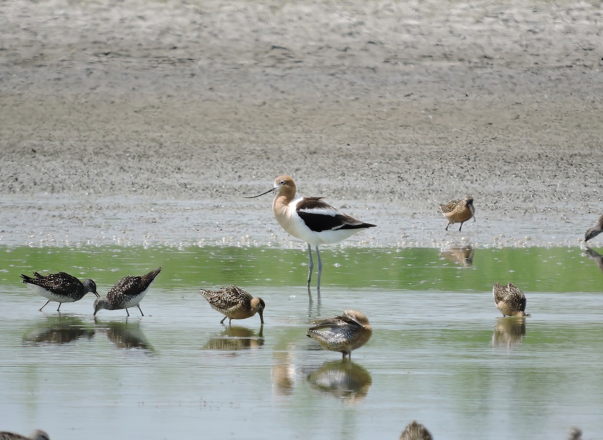 Avoceta Americana - ML619216728