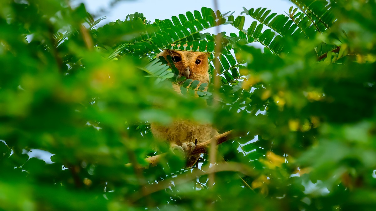 Sunda Scops-Owl - Soong Ming Wong