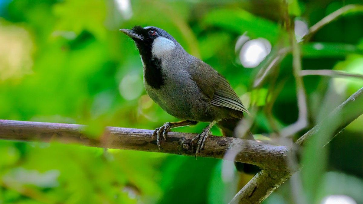 Black-throated Laughingthrush - Soong Ming Wong