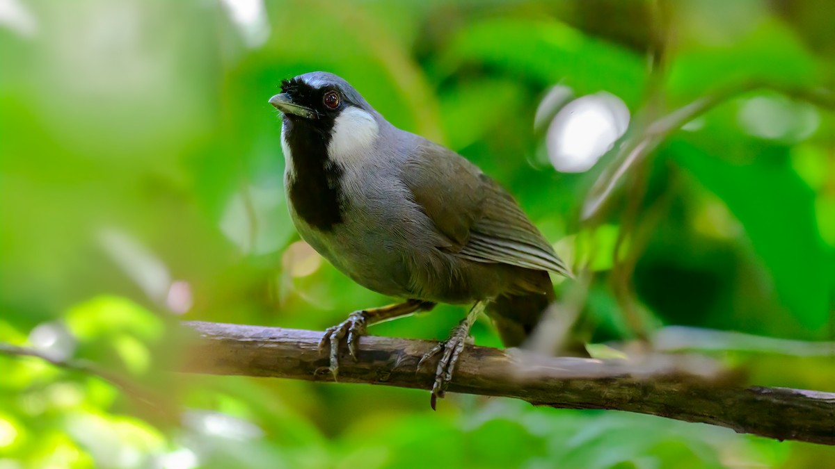 Black-throated Laughingthrush - Soong Ming Wong