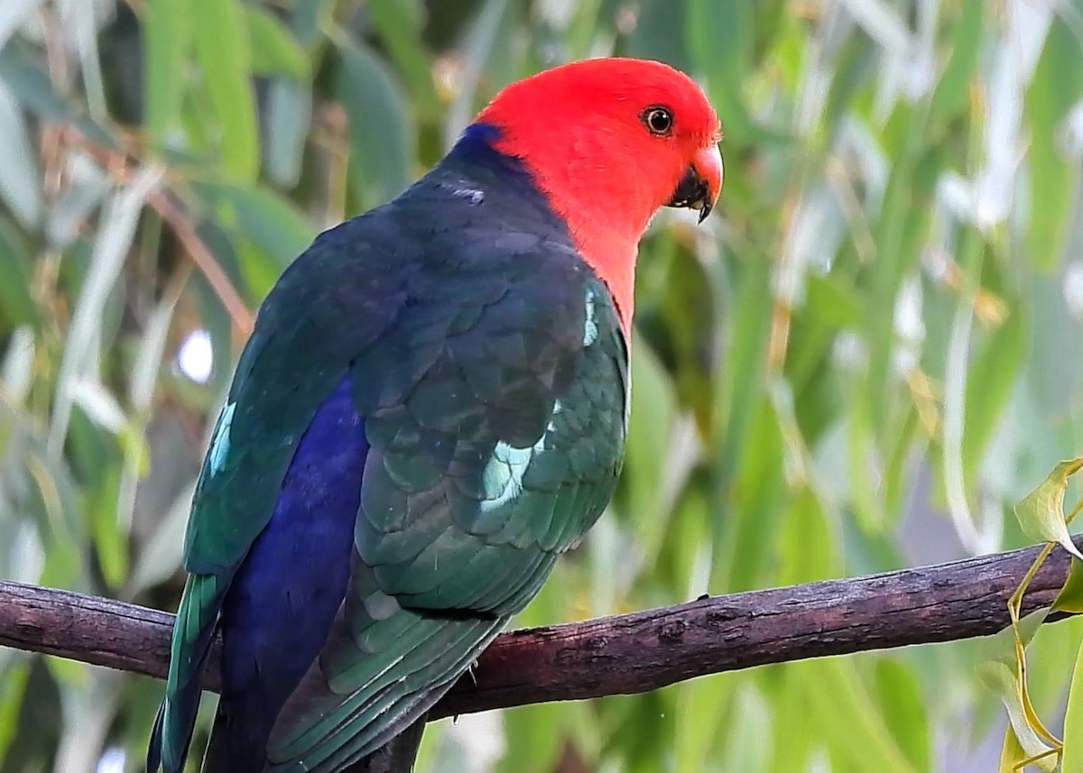 Australian King-Parrot - Thalia and Darren Broughton