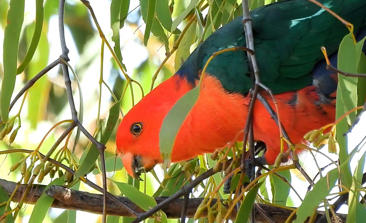 Australian King-Parrot - Thalia and Darren Broughton