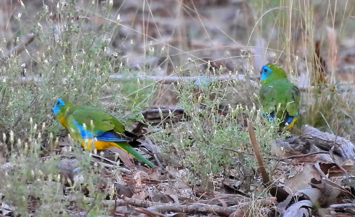 Turquoise Parrot - Thalia and Darren Broughton