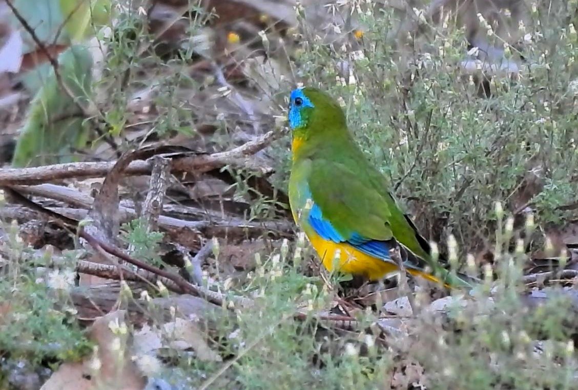 Turquoise Parrot - Thalia and Darren Broughton