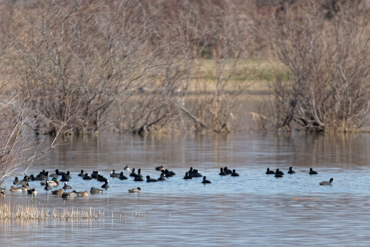 Eurasian Coot - Anonymous