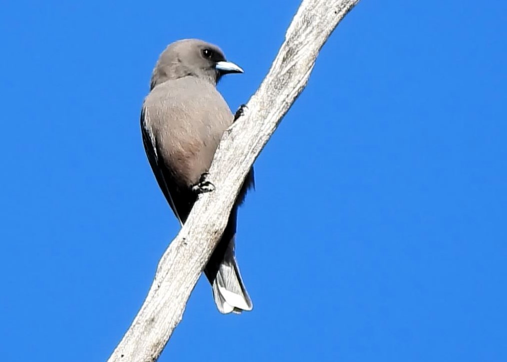 Dusky Woodswallow - Thalia and Darren Broughton