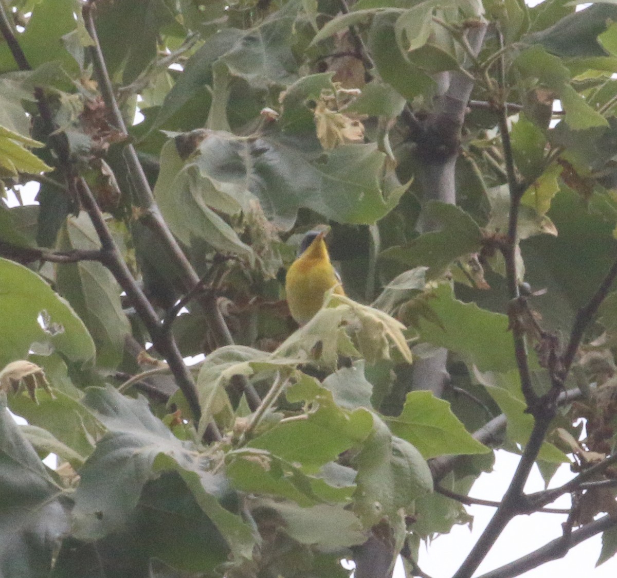 Tropical Parula (West Mexico) - Lucas Corneliussen