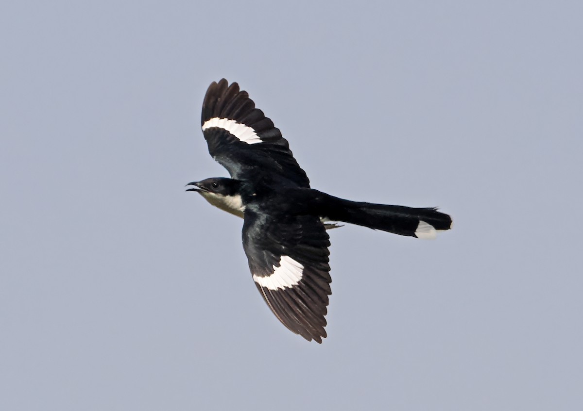 Pied Cuckoo - Roger Ahlman