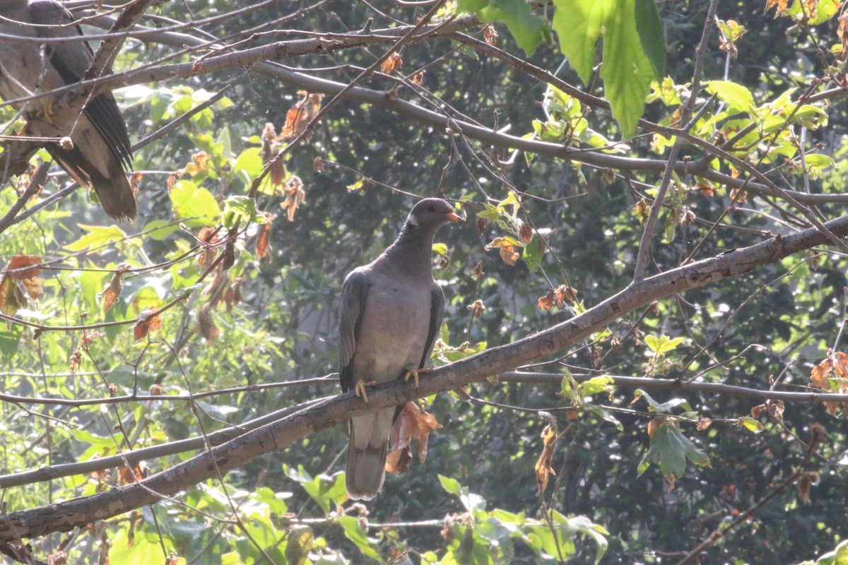 Band-tailed Pigeon - ML619216781