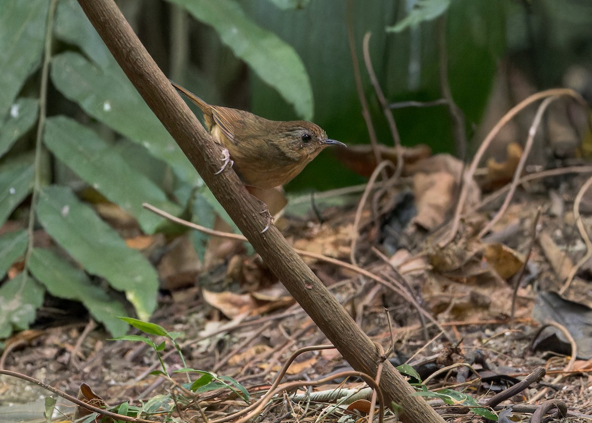 Buff-breasted Babbler - ML619216785