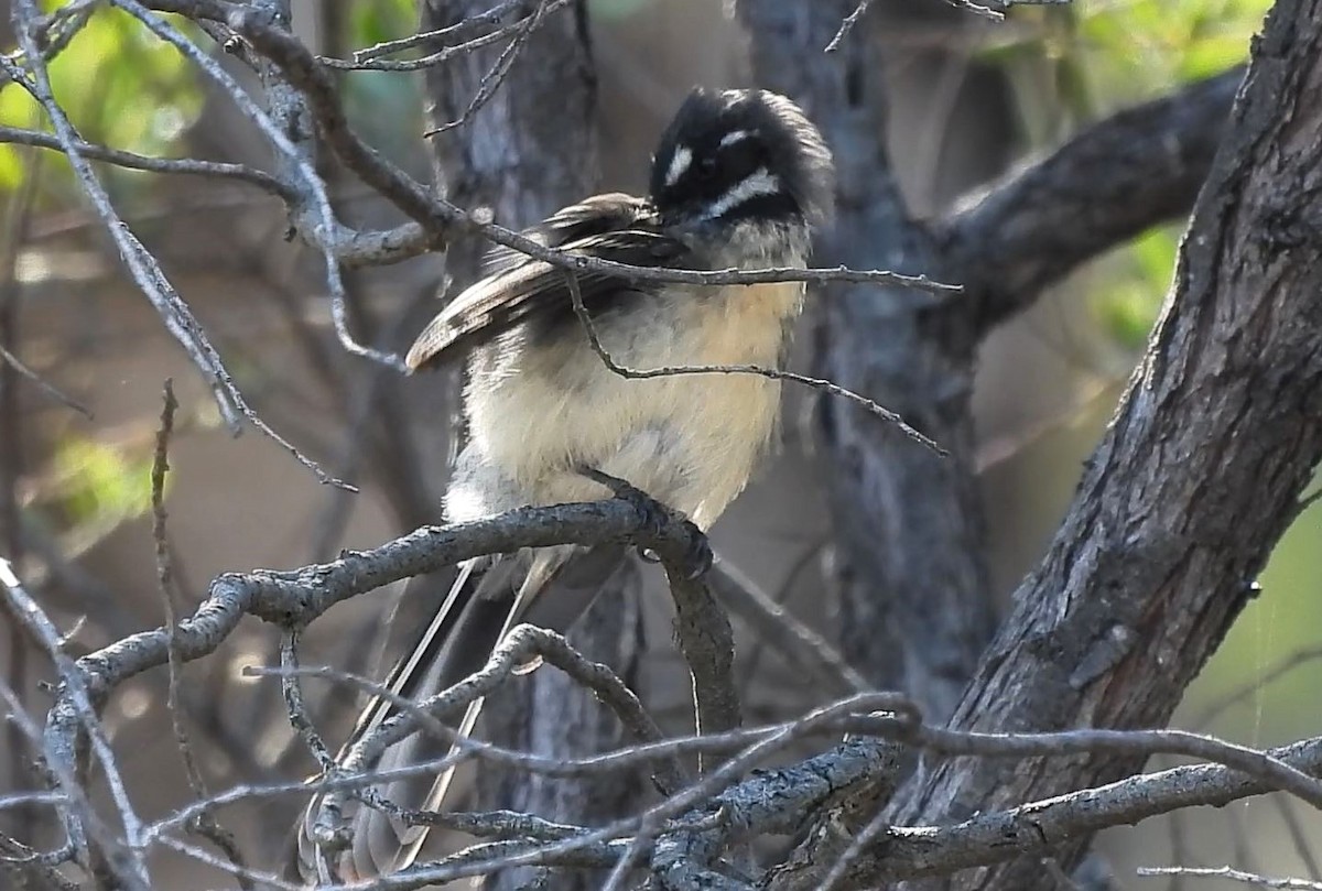 Gray Fantail - Thalia and Darren Broughton