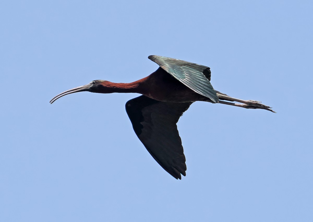 ibis hnědý - ML619216794