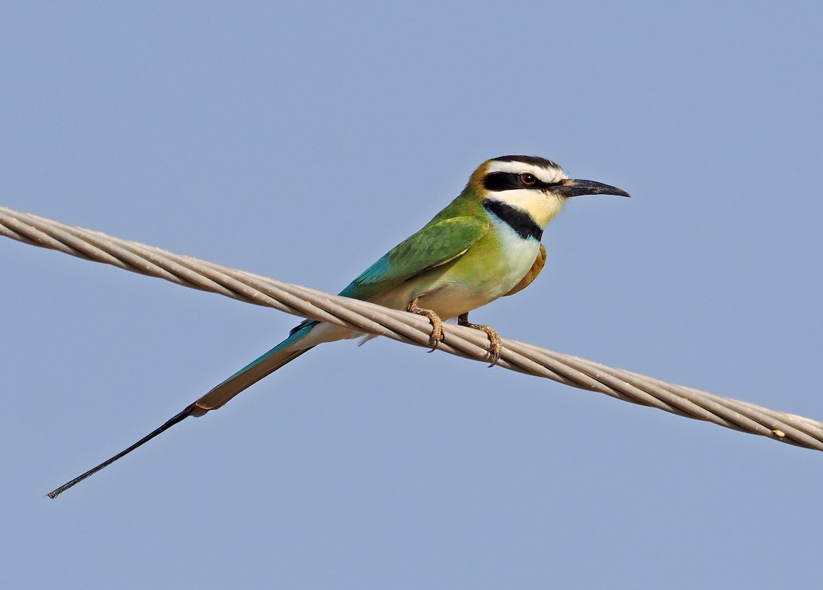 White-throated Bee-eater - ML619216799