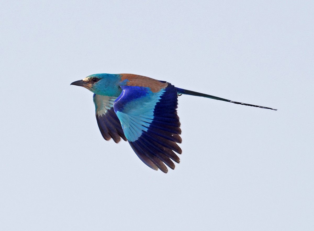 Abyssinian Roller - ML619216801