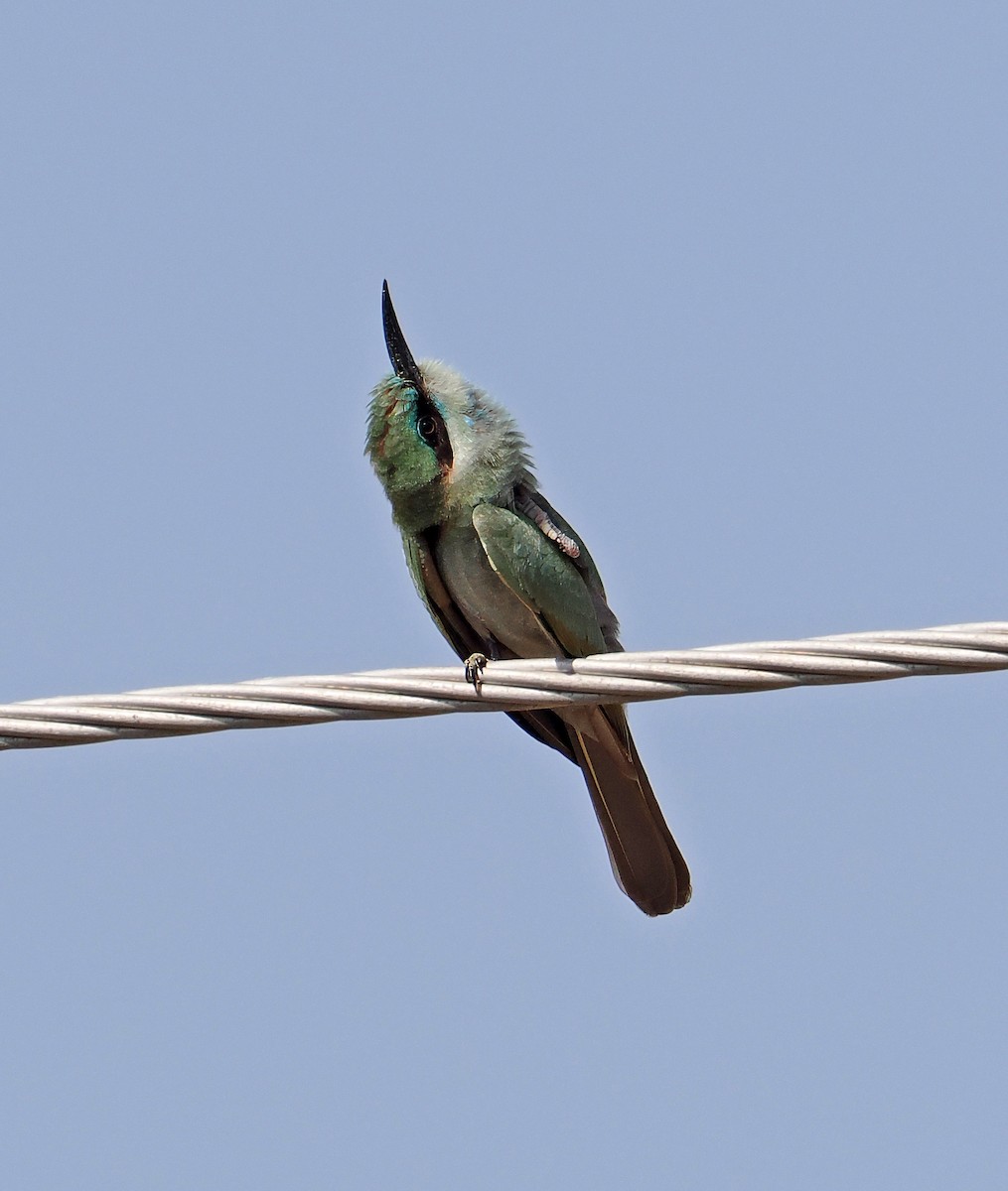 Arabian Green Bee-eater - ML619216806