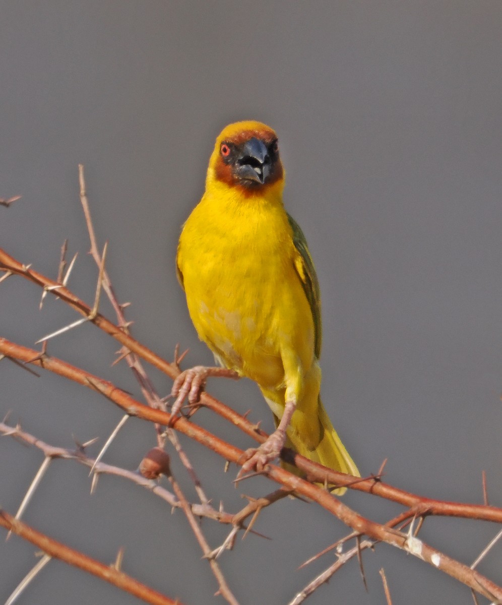 Rüppell's Weaver - ML619216807