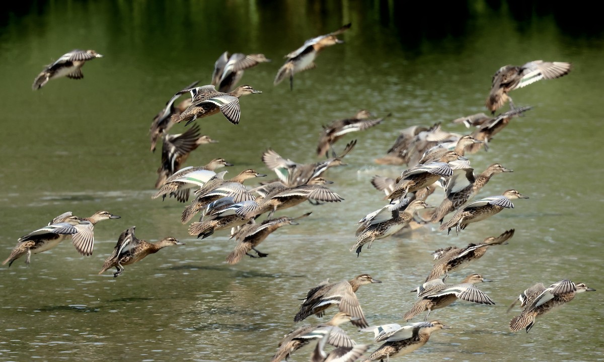 Garganey - Glenda Khoo