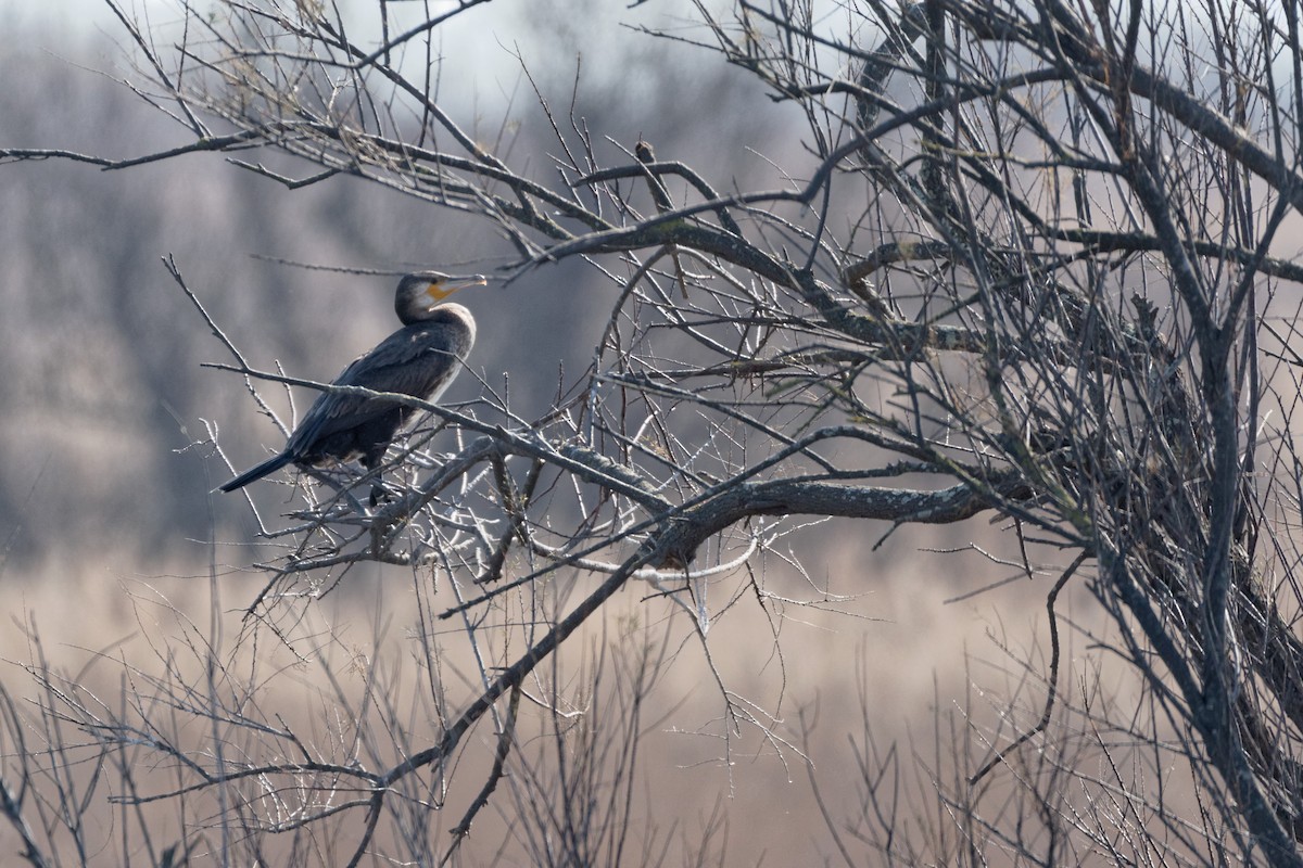 Great Cormorant - Anonymous