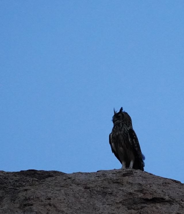 Rock Eagle-Owl - Irvin Calicut