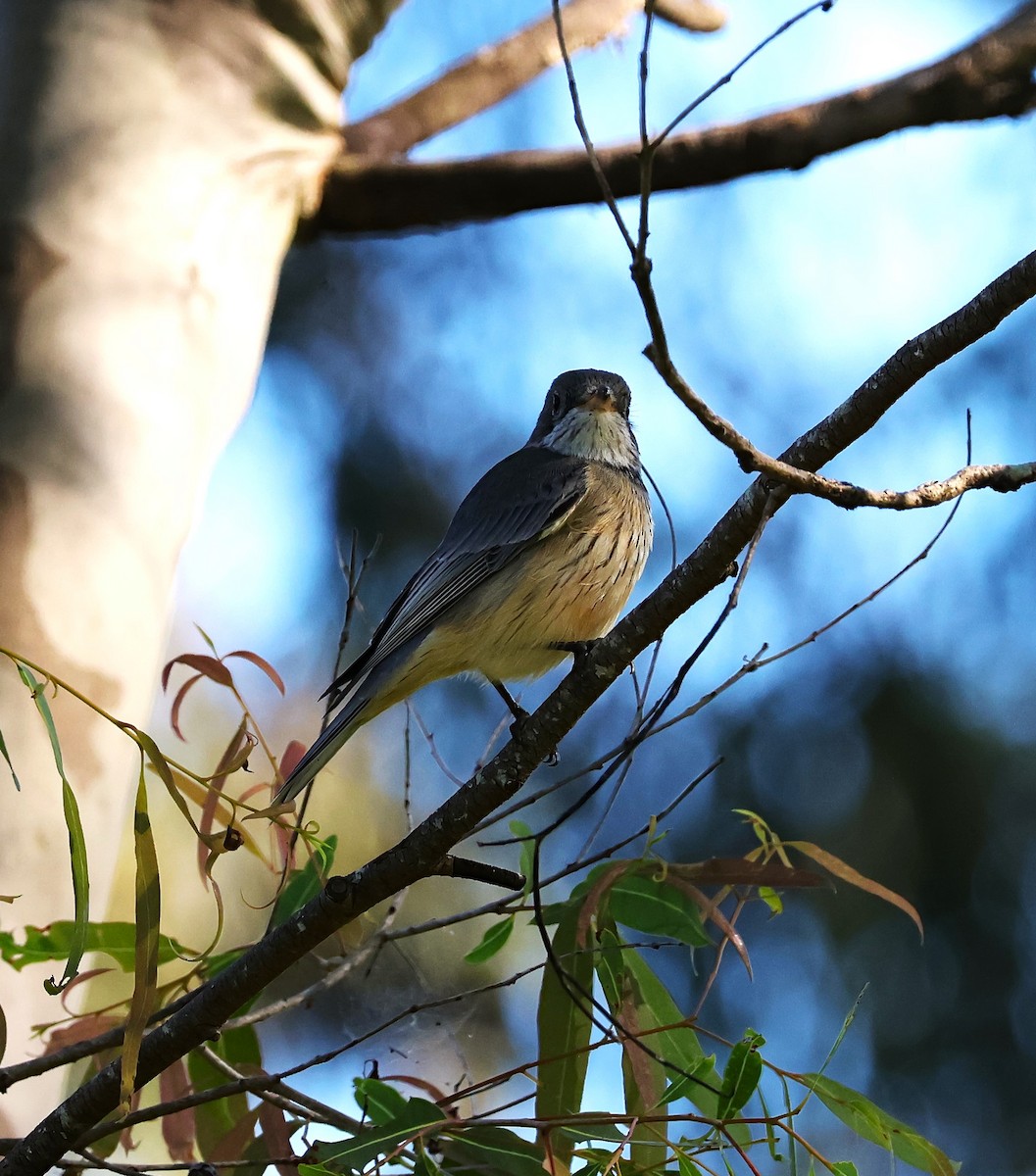 Rufous Whistler - Richard Symmonds