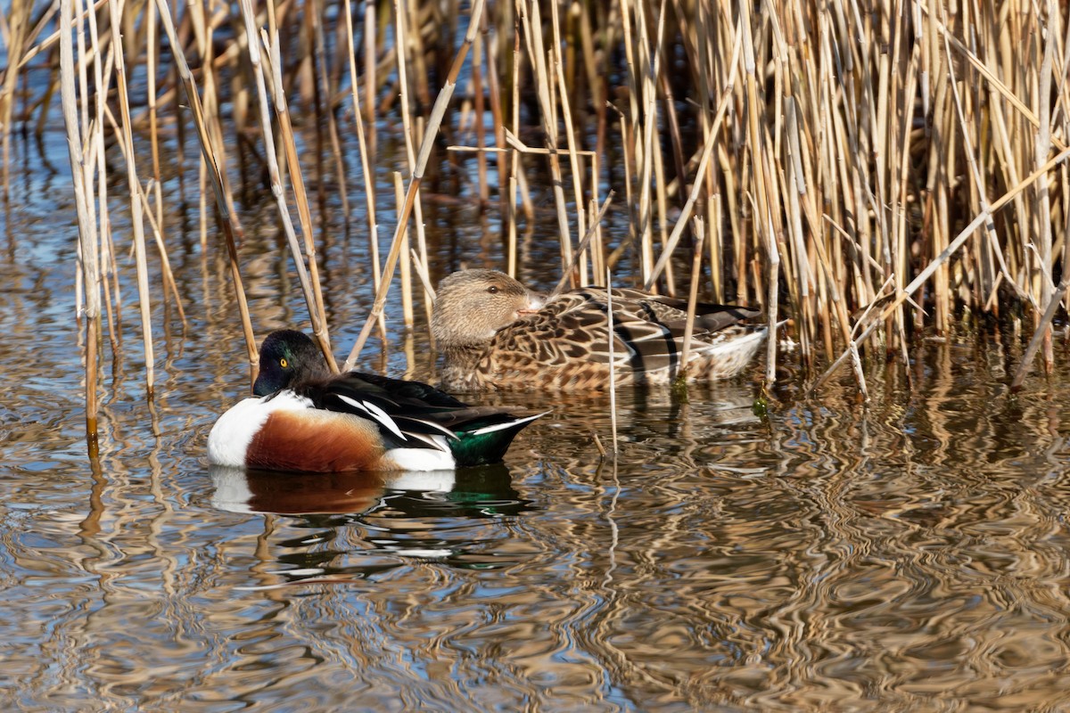 Northern Shoveler - Anonymous