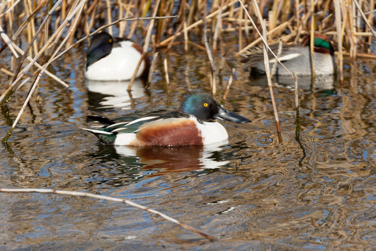 Northern Shoveler - Anonymous