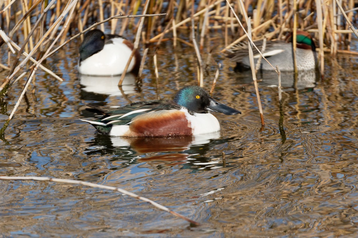 Northern Shoveler - Anonymous