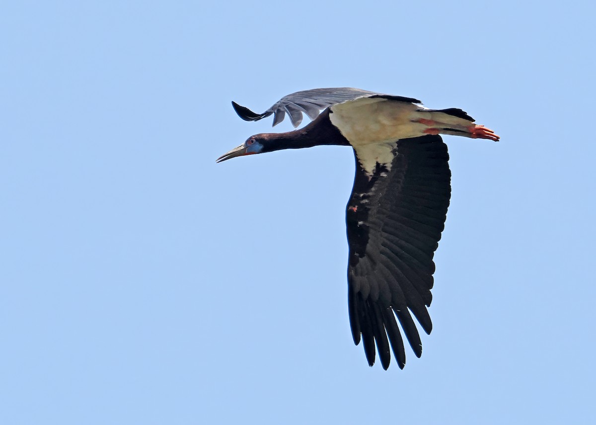 Abdim's Stork - Roger Ahlman