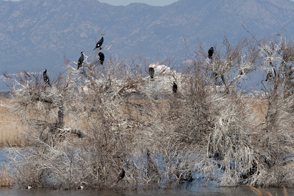 Great Cormorant - Anonymous