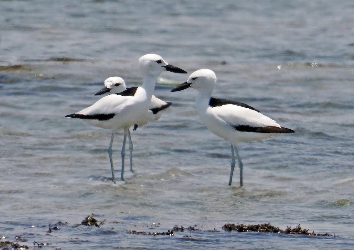 Crab-Plover - Roger Ahlman