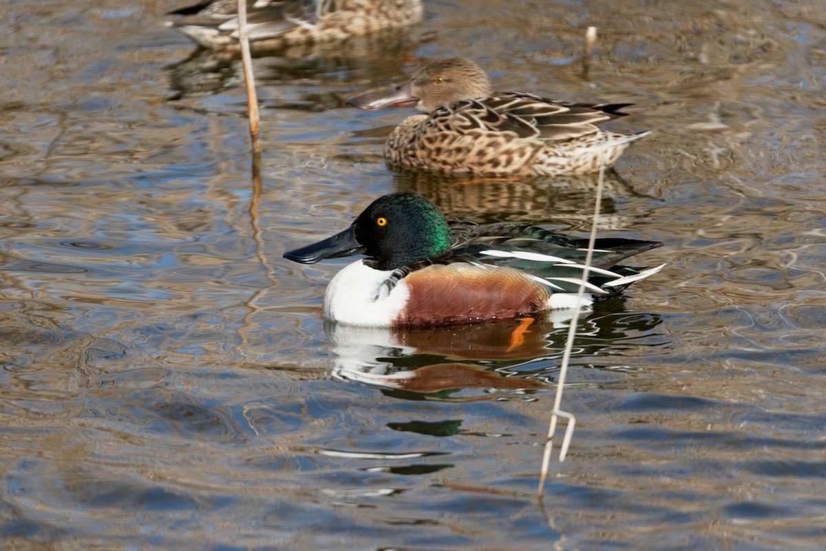 Northern Shoveler - Anonymous