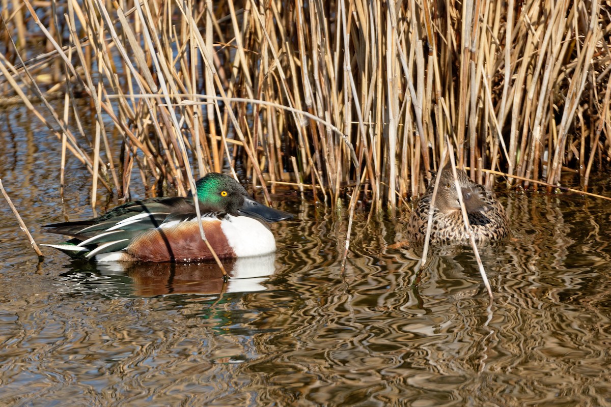 Northern Shoveler - Anonymous