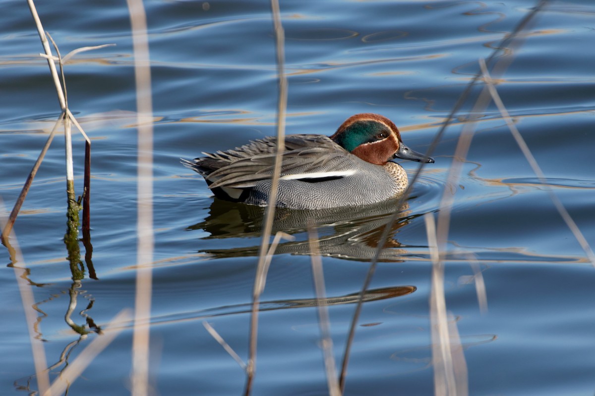 Green-winged Teal - ML619216889