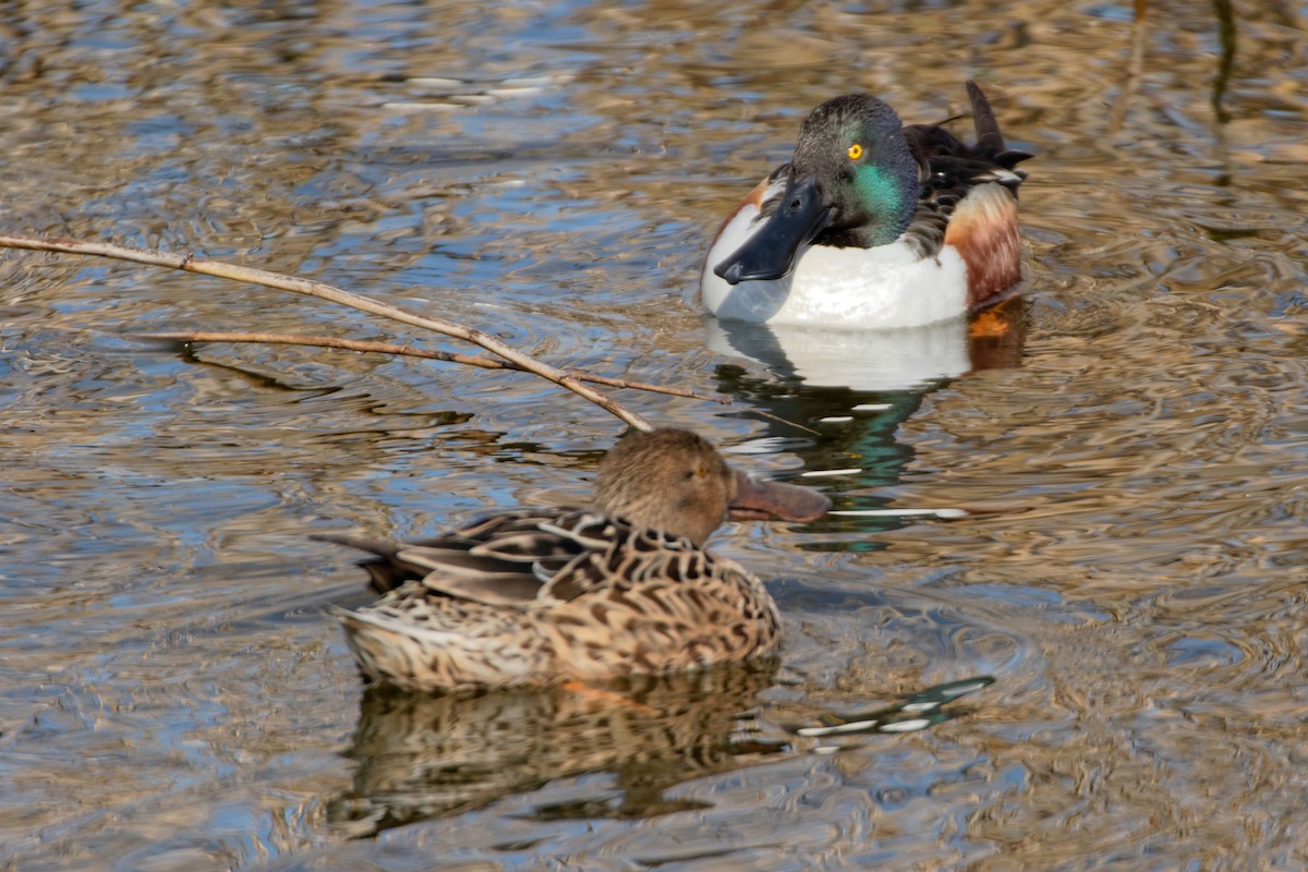 Northern Shoveler - Anonymous