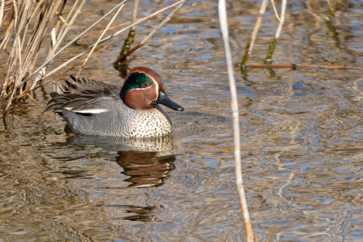 Green-winged Teal - ML619216896