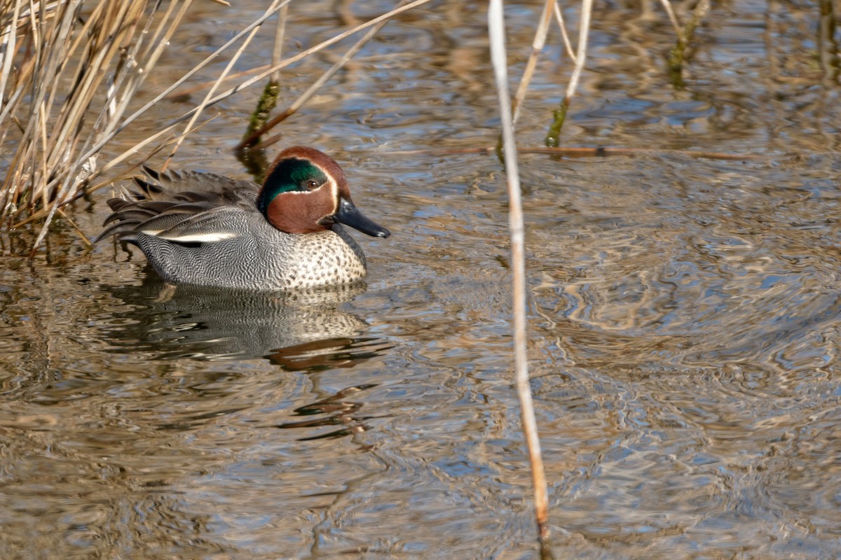 Green-winged Teal - ML619216897