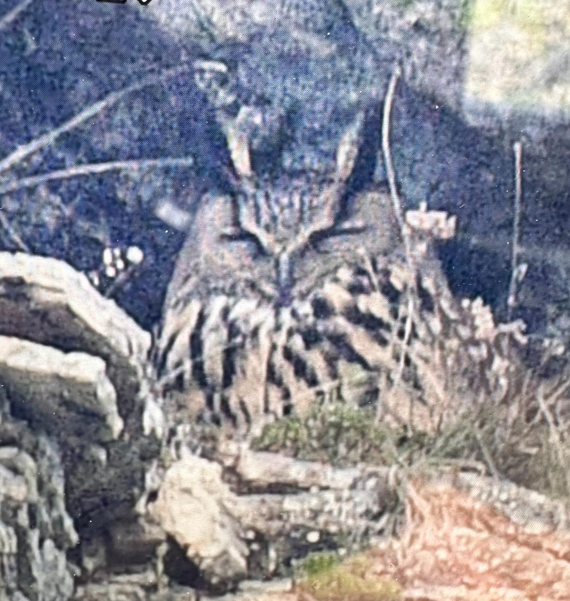 Eurasian Eagle-Owl - önder kahraman