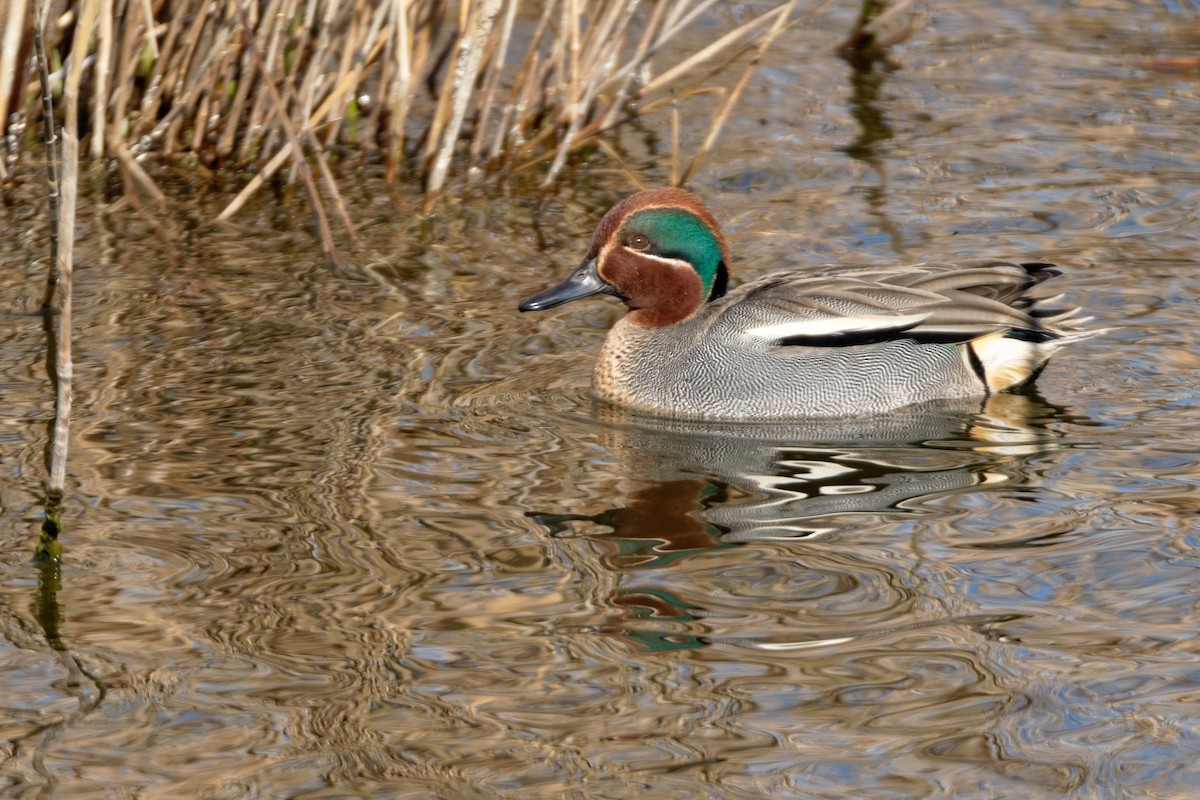 Green-winged Teal - ML619216916